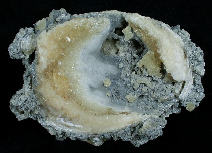 Calcite Crystal Filled Clam Fossil #6045
